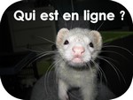 Qui est en ligne ?