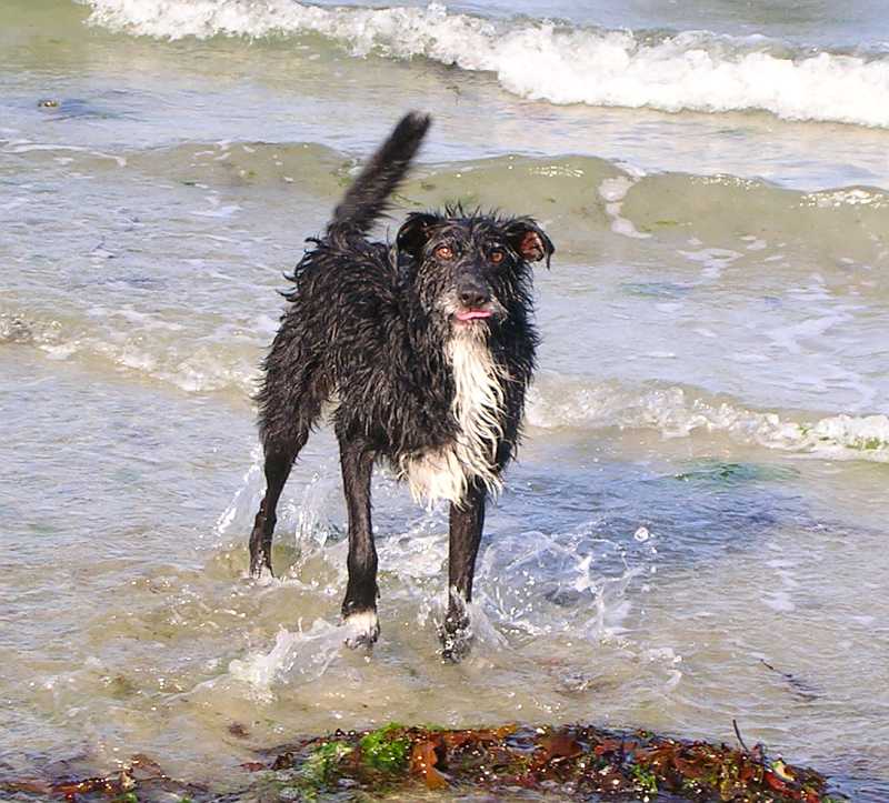 world's best dog being a goof at the beach