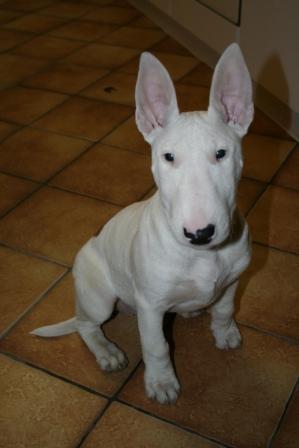 Chiot Bull Terrier