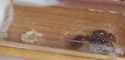 http://i28.servimg.com/u/f28/11/84/72/52/th/untitl10.jpg