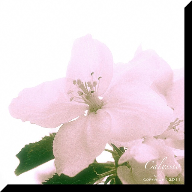 fleur_11.jpg