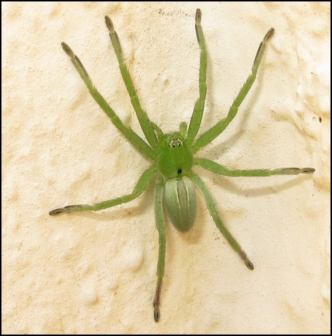 araignées verte de france – araignée en france espèce – Dewsp