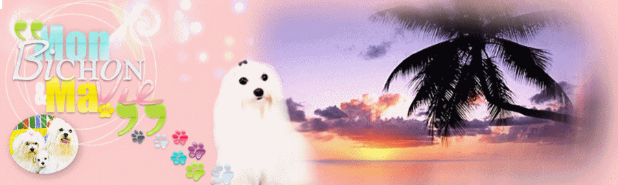 Mon bichon, ma vie