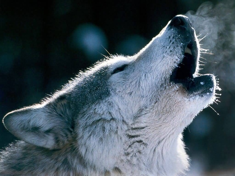 wolf2810.jpg