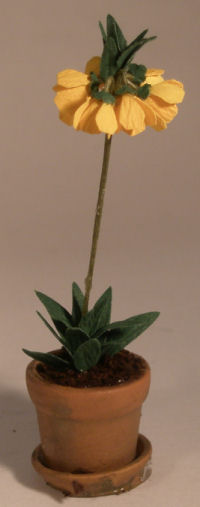 plant611.jpg