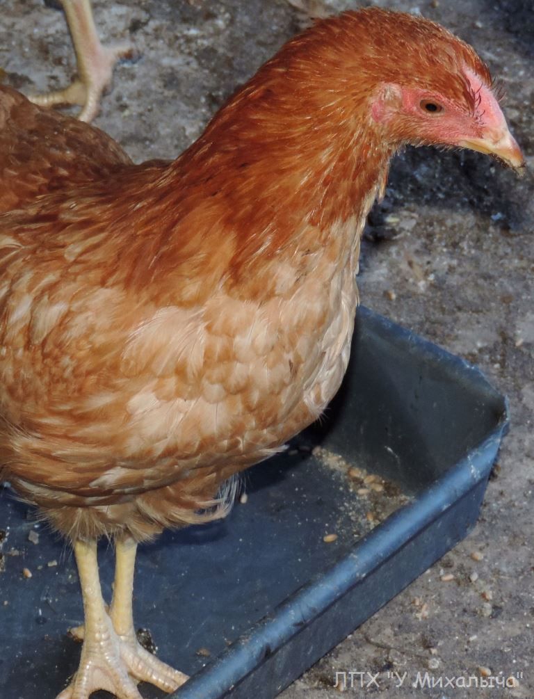 Курица несущая зеленые яйца порода фото