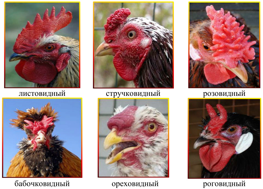 Форма гребня у кур. Разновидности гребней у петухов. Гребень у курицы.