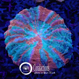corala12.jpg